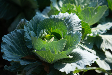 Obraz premium Cauliflower In vegetable plots Grow organic vegetables.