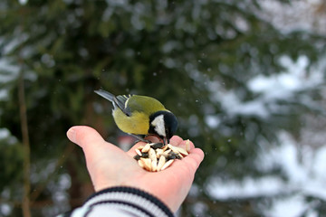 blue tit in hand