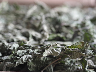 Dry medicinal herb lemon balm, mint. Wooden ancient background. Herbal tea for health.