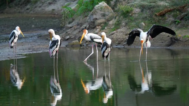 Painted Stork or Mycteria leucocephala in water sources