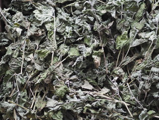 Dry medicinal herb lemon balm, mint. Wooden ancient background. Herbal tea for health.
