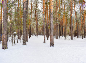 Sunny winter day in the forest. Beautiful pine forest in winter.