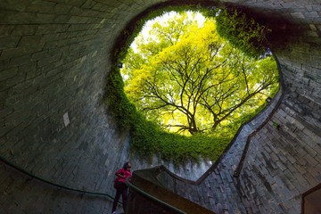 Tourist women  is look at  the giant tree at the entrance to the underground crossing at Fort Canning Park, Singapore
