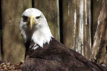 Eagle looking you right int he eye