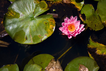 pink water lily in dark pond