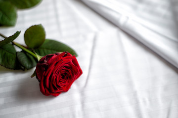 rote Rose auf einem Bett am Valentinstag