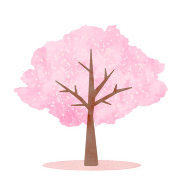 水彩調の美しい桜の木　春のイラスト　イラストレーション　挿絵