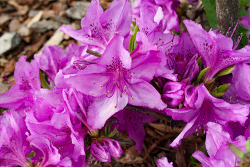 Purple, beautiful flowers of Korean azalea, Rhododendron yedoense