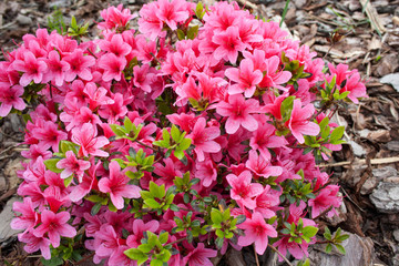 Pink flowers rhododendron Silvester (azalea)