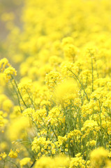 信州　いいやま菜の花畑