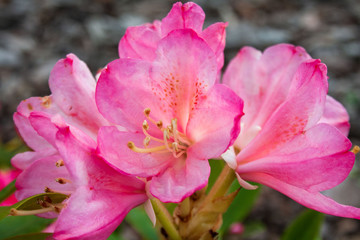 Naklejka premium Beautiful, pink flowers of the 'Percy Wiseman' rhododendron