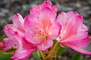Beautiful, pink flowers of the 'Percy Wiseman' rhododendron