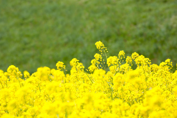 Fototapeta premium 信州 いいやま菜の花畑