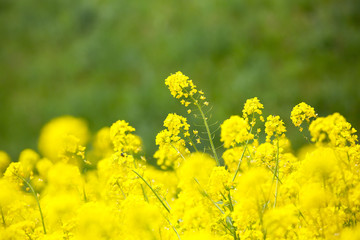 Obraz premium 信州 いいやま菜の花畑