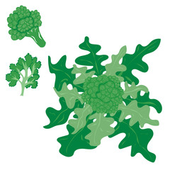 Broccoli. Vegetables. Natural food and healthy nutrition. Flat vector illustration on a white background.