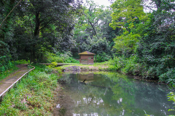 Obraz premium 河辺いきものの森