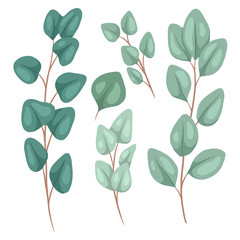 Botanical flat illustration of eucalyptus populus. Set of hand drawn eucalyptus branches with foliage and hatching. Vector color objects for articles, cards and your design.