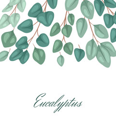 Square postcard with flat eucalyptus with place for text. Botanical color illustration of eucalyptus populus. Vector color template for invitation, greeting card and your creativity