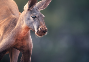 Large, wild male red kangaroo (Macropus rufus) portrait