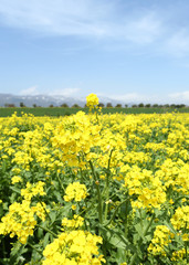 信州　いいやま菜の花畑