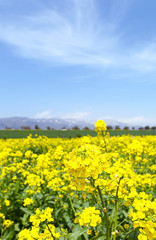 信州　いいやま菜の花畑