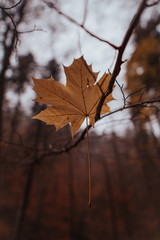 autumn leaves on a tree