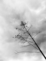 Tree branches with dramatic cloudy sky in the background