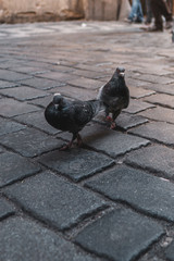 pigeons on the street
