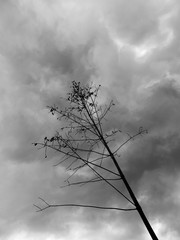 Tree branches with dramatic cloudy sky in the background