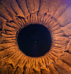 Human eye close up