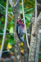 A picture of Red-breasted Sapsucker hanging on the tree.　Victoria BC Canada