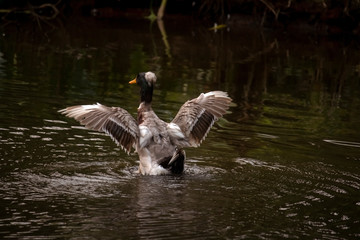 Beautiful ducks  fish swimming in the lake.