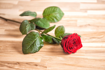 rote Rose am Valentinstag