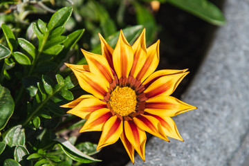 A closeup of Gazania flowering in the garden. Victoria BC Canada