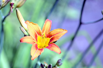 Yellow lily flower in a summer garden on a bright sunny day close-up