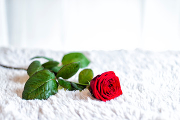 rote Rose auf einem Bett am Valentinstag