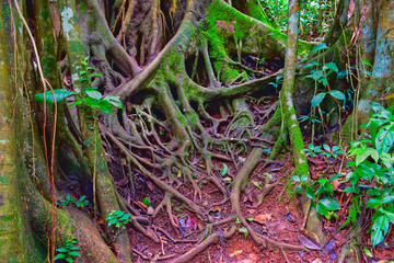 Roots of a jungle giant with moss. Inside Khao Yai National Park (part 17)