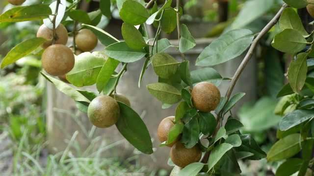 Major disease of citrus plant family 