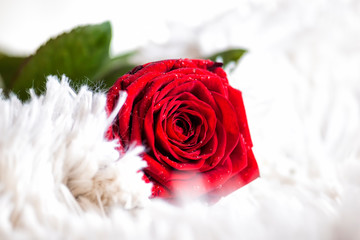 rote Rose auf einem Bett am Valentinstag
