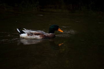 Beautiful ducks  fish swimming in the lake.