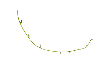 Twisted jungle vines liana plant with heart shaped green leaves isolated on white background, clipping path included.