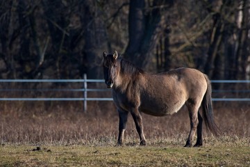 Konik is wild polish horse in his natural environment, Marchegg, Austria