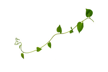 Twisted jungle vines liana plant with heart shaped green leaves isolated on white background, clipping path included.