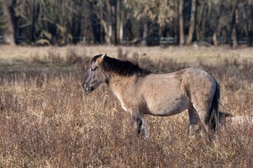 Obraz premium Konik is wild polish horse in his natural environment, Marchegg, Austria