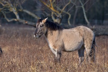 Konik is wild polish horse in his natural environment, Marchegg, Austria