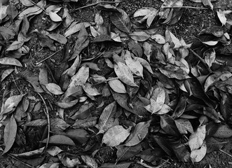 Picture of white black leaf.