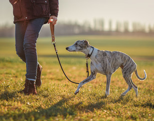 hübscher junger Whippet / Windhund wird an einer Hundeleine ausgeführt auf einem Feld
