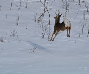 Beautiful Whitetail Buck Airborne Running in the Snow