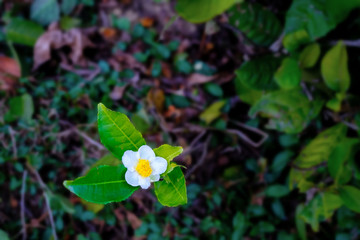 Tea leaf and white flower in tea plantation. Beautiful and fresh white tea flower. Flower of tea on...
