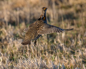 Prairie Chicken in the Nebraska Sandhills